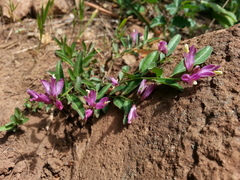 Rhinotropis californica