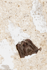 Macrotus waterhousii