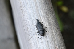 Dicerca tenebrica