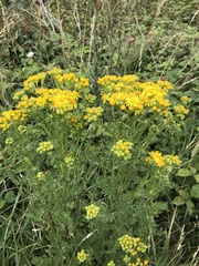 Jacobaea vulgaris