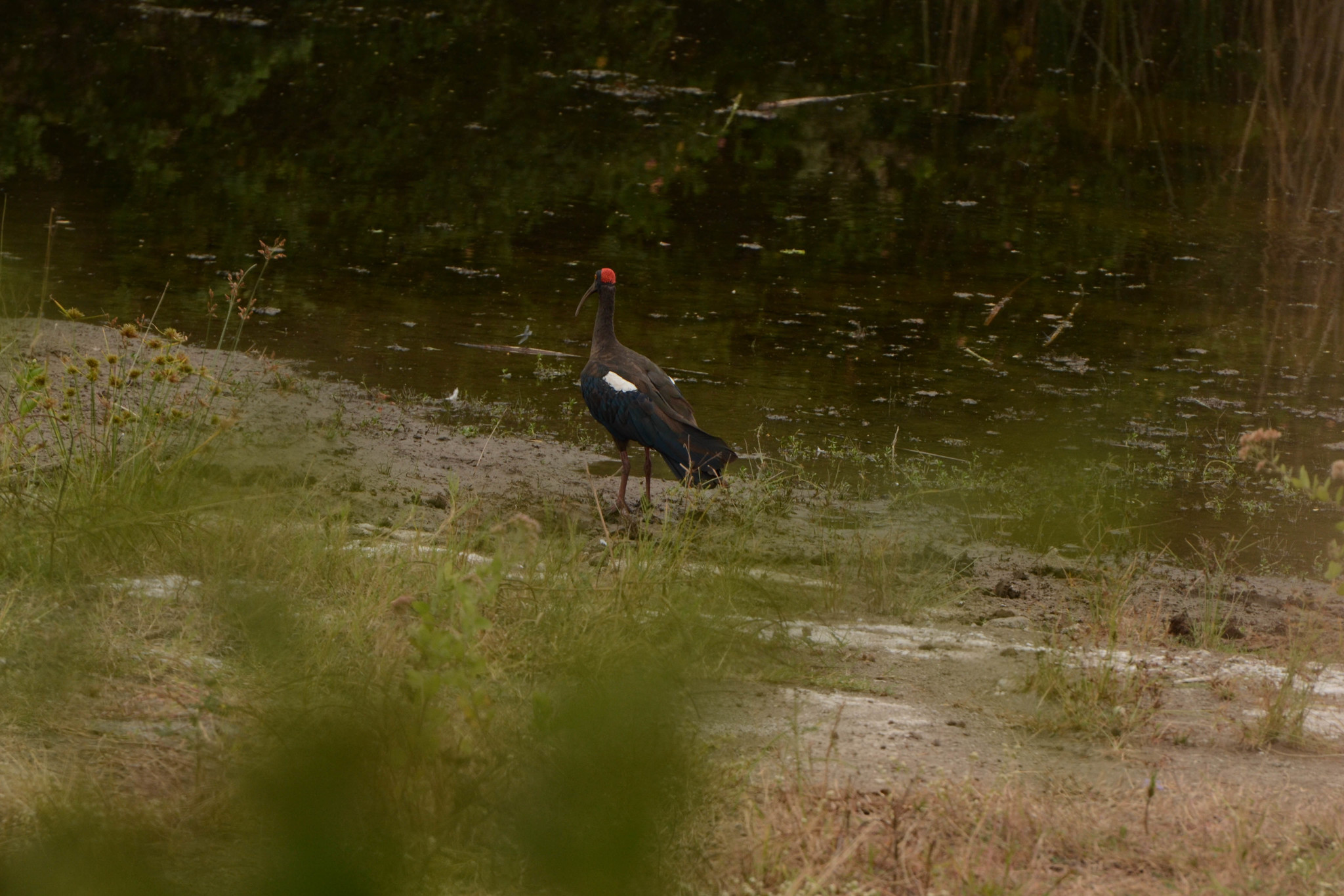 Red-naped Ibis