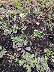 Arabidopsis suecica