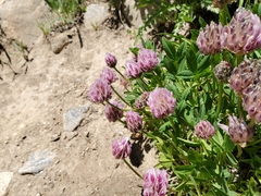 Trifolium parryi