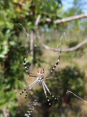 Argiope florida
