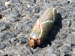 Cerura