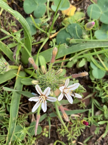Trachyandra hispida