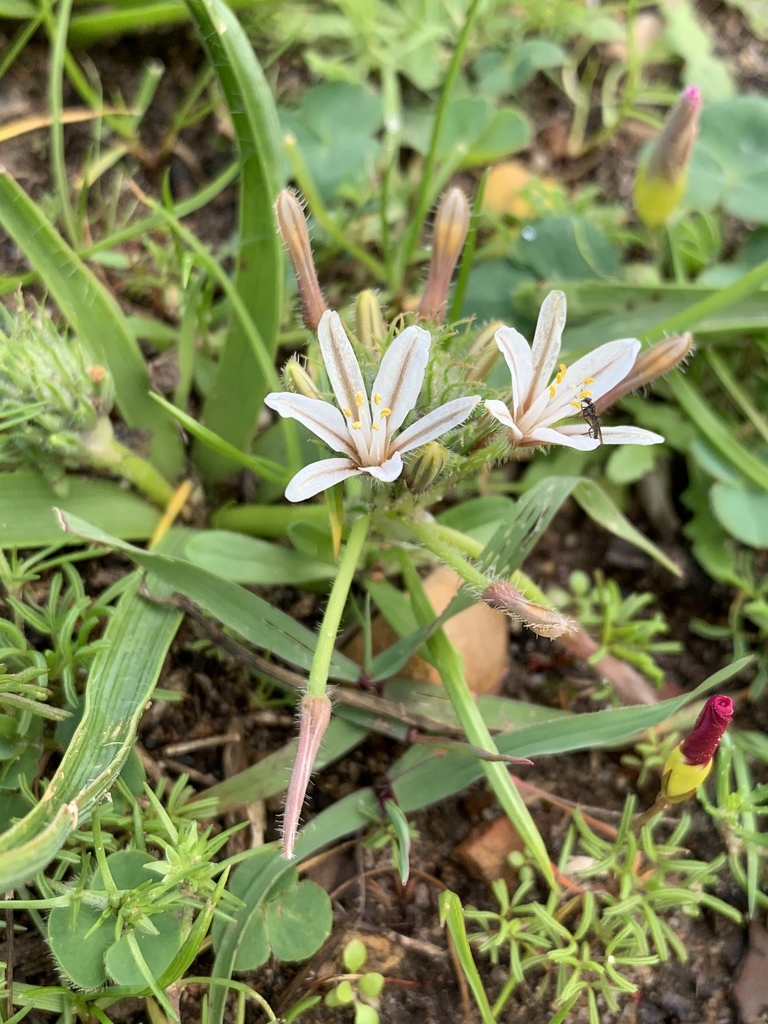 Trachyandra hispida, Mostertsdrift, Stellenbosch, WC, ZA