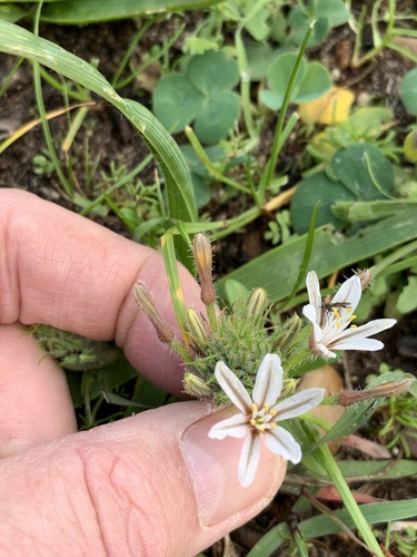 Trachyandra hispida