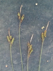 Carex appendiculata