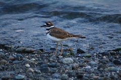 Charadrius vociferus
