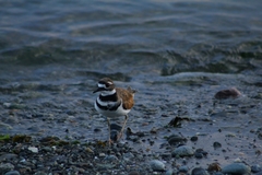Charadrius vociferus