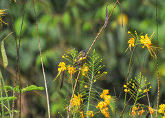 Leptocoma calcostetha