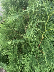 Thuja occidentalis