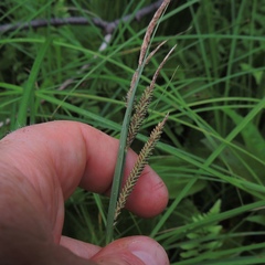 Carex stricta
