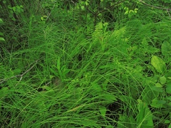 Carex stricta