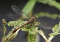 Arigomphus pallidus