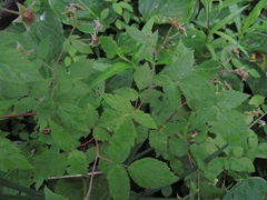 Rubus idaeus strigosus