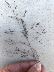 Poa interior