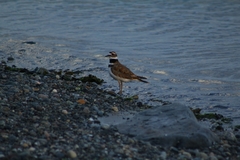 Charadrius vociferus
