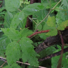 Rubus idaeus strigosus