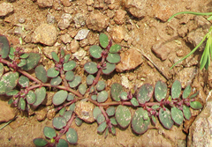 Euphorbia prostrata image