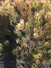 Leucadendron chamelaea