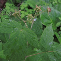 Rubus idaeus strigosus
