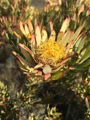 Leucadendron chamelaea