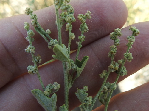 Image of Mealy Goosefoot (Chenopodium incanum) by (c) Sam Kieschnick, some rights reserved (CC BY)