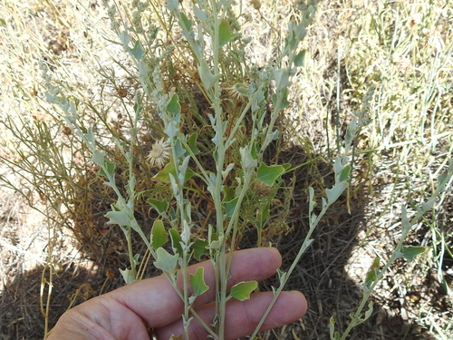 Image of Mealy Goosefoot (Chenopodium incanum) by (c) Sam Kieschnick, some rights reserved (CC BY)
