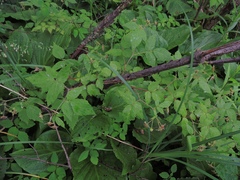 Rubus idaeus strigosus