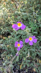 Cistus tauricus