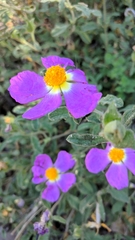 Cistus tauricus