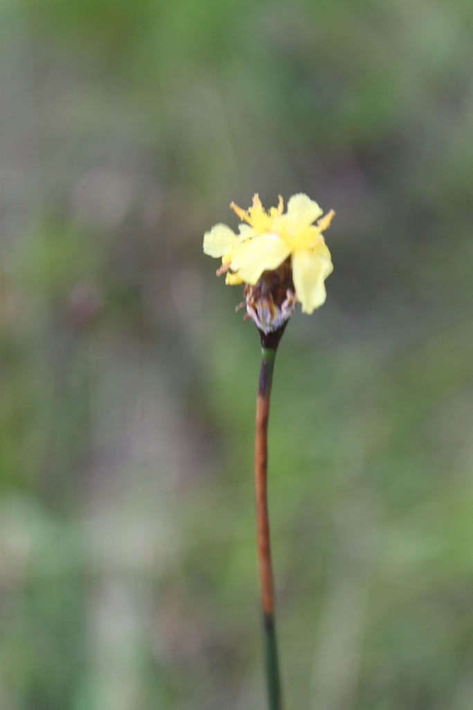 Xyris natalensis