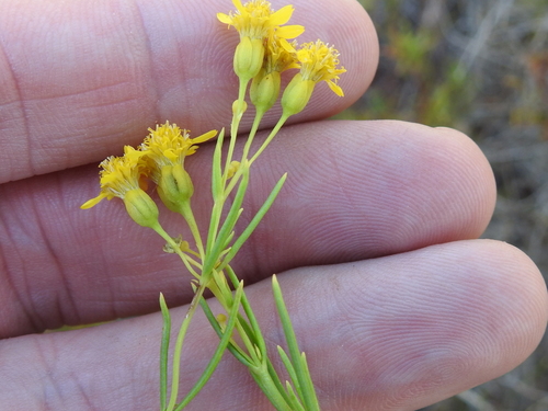 Image of Haploesthes greggii by (c) Sam Kieschnick, some rights reserved (CC BY)