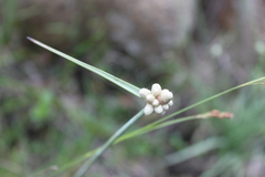 Cyperus albescens