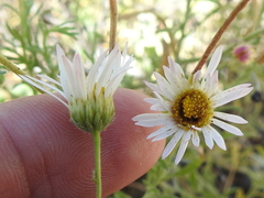 Aphanostephus riddellii
