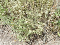 Aphanostephus riddellii