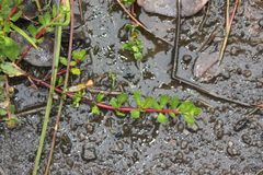 Laurembergia repens