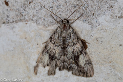 Catocala lineella
