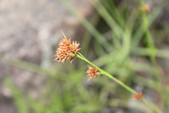 Rhynchospora barrosiana