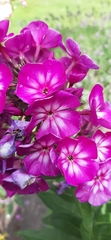 Phlox paniculata