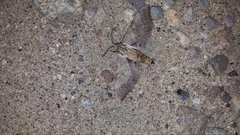 Pachysphinx occidentalis