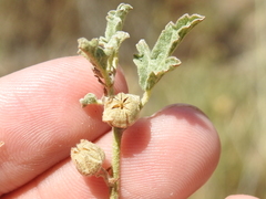Sphaeralcea polychroma