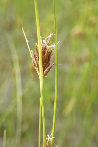 Image of Rhynchospora fusca by (c) Rob Foster, some rights reserved (CC BY)