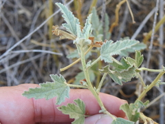 Sphaeralcea polychroma