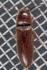 Dipropus simplex