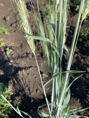 Triticum aestivum