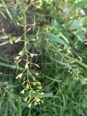Capsella bursa-pastoris