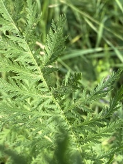 Tanacetum vulgare boreale